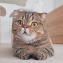애오