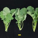 농촌지도소지역농업개발센타 | 중앙-지방농촌진흥기관,농업생산비절감기술보급확대총력/농촌진흥청,유채영양성분밝혀 나물용채소가치...