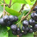 아로니아(Aronia), 블랙초크베리(Black Choke Berry) 이미지