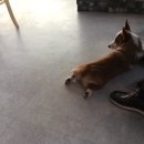 퍼피해븐 이미지