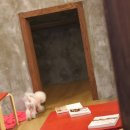 킹콩하우스 애견카페 이미지