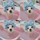 아모르 댕 이미지