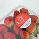 수정농장 | 겨울방학 당일치기 딸기농장 체험! 천안아산 딸기포레스트 내돈내산 방문 후기