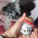 파파펫살롱 이미지