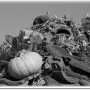 호박넝쿨 이미지