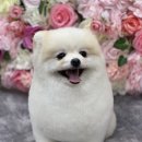 아꼬아 펫 살롱 이미지