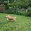 호동이PC 이미지