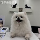 SKY동물병원 | 서구 동물병원 마루동물병원 솔직후기