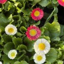 농협부산공판장2번 | 엄궁 꽃시장 나들이｜망고튤립 내돈내산 후기, 농협 화훼공판장·꽃백화점 완벽 정리 (주말 데이트 추천)