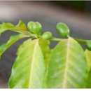 커피나무 이미지