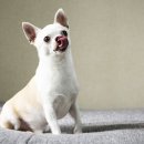 도그도그 | 창원강아지분양 초보부부의 진솔한 도그마루 후기
