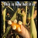 Pop-corn? 울매나 더웠으면.. ㅠㅠ 이미지