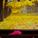 사비마루 이미지