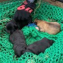 강아지본부 이미지