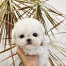 반려켄넬 | 남양주미니비숑분양 전문견사분양공간 브리더운영켄넬203의 스토리