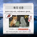 여우소리 네이버블로그