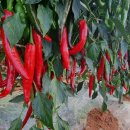 부건농장 이미지