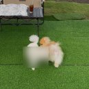 행복하게 해줄개 이미지