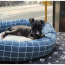 마루마리 이미지