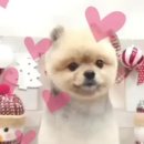 써니애견샵 네이버블로그