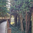 편백숲길 유하팬션 | 장흥 가볼만한 곳 정남진 편백숲 우드랜드 입장료 할인 편백소금집