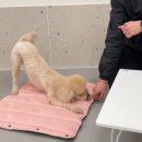 강아지유치원왕왕 이미지