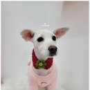 오도DOG 펫살롱 이미지