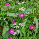 도봉-도봉-서울도봉-2327 | ^ 수락산 도정봉 도봉산 범골능선삼거리(2/2)/ 230705.수/ 2327