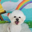 포미펫샵 이미지