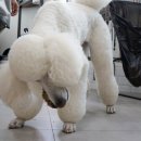 보람동물병원 이미지