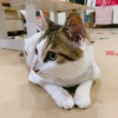 골드애견 이미지