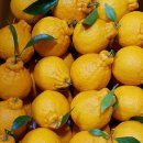 제주하우스 이미지