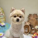 아미고 펫살롱 이미지