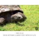 거북이 조너선 190살 생일파티…생존 최고령 육지동물 이미지