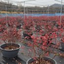 행복드림농장 이미지