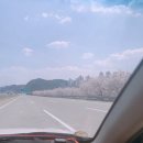 씨유장생포고래점 | [울산여행] 장생포 모노레일 * 울산 장생포 고래문화마을 * 벚꽃으로 둘러싸인 고래놀이터