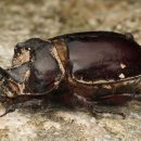 장수풍뎅이(Big beetle) 이미지