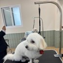 편한미용 | 애견미용학원 국비지원 활용한 취득 후기