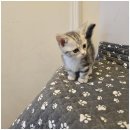 도그트랜드 이미지