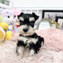 강이네펫샵 | 별내강아지분양 의정부 양주 (몽몽아 후기)