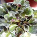 도도버드 이미지