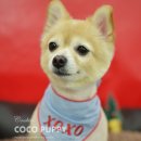 퍼피쿠키 이미지