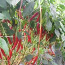 황골농장 이미지