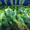 진주미쉐린 이미지