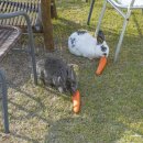 선흘하루 이미지