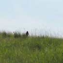 배곧생명공원 이미지