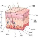 수정난원 | 239~300) 제6장 방사선생물학 (+과잉치사효과)