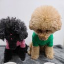 집밥먹개 집밥먹냥 이미지