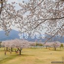 삼문파크골프장 | 밀양 삼문동 수변공원 벚꽃 명소 주차장 개화상황 (25.4.5.)