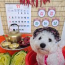 싱글댕글 애견유치원앤호텔 이미지